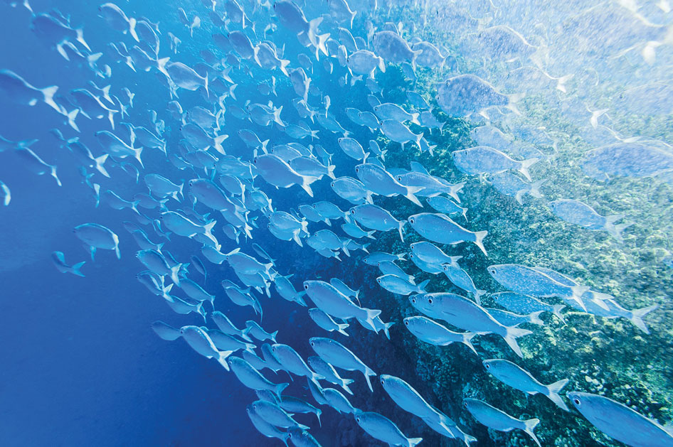 fish